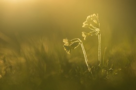 2021_Schlüsselblume_(c)_Marco_Weber