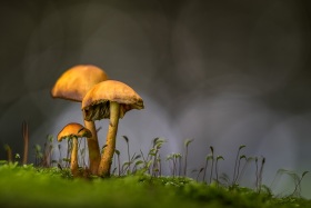 2024_Herbstpilz