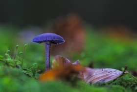 2024_Herbstpilz