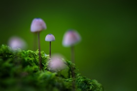 2024_Herbstpilz