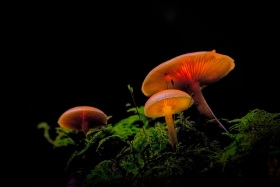 2024_Herbstpilz