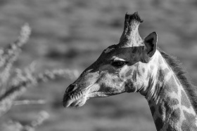 2025_Namibia_(c)_Marco_Weber
