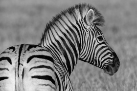 2025_Namibia_(c)_Marco_Weber