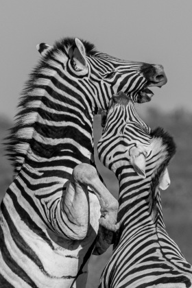 2025_Namibia_(c)_Marco_Weber