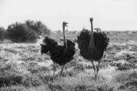2025_Namibia_(c)_Marco_Weber
