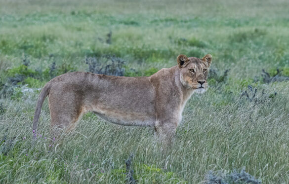_DSC6646-topaz-rawdenoise-sharpen-crop-1280